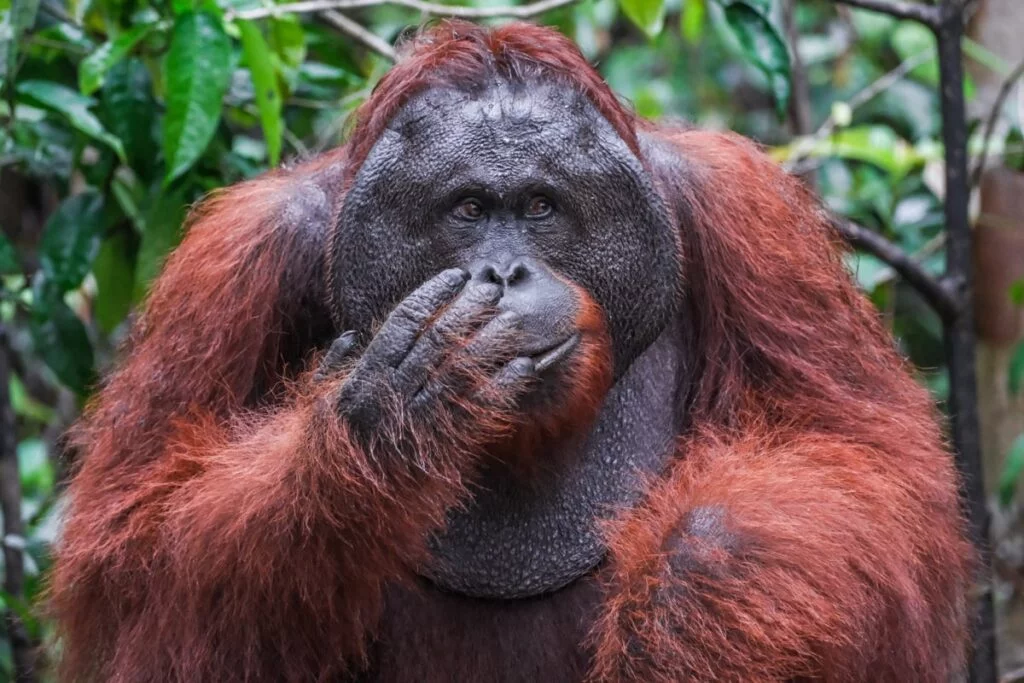 How To Visit Tanjung Puting National Park & See Orangutans
